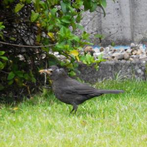 Bald female blackbird. Poor little thing 