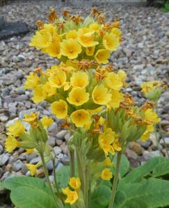 Last of the cowslips