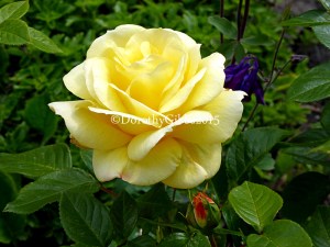 Rose I ove but have forgotten who she is.