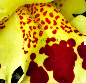 Mimulus3