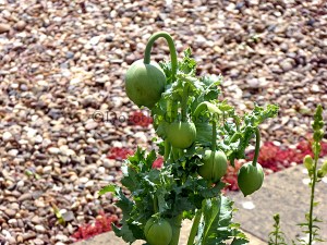 Poppy in the front garden. this is going to be a big blousy one when it finally bursts out.