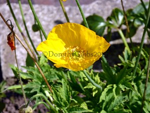 Another yellow poppty