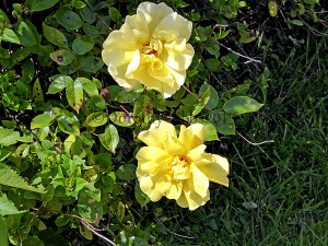 Yellow rose. No idea of it's name.