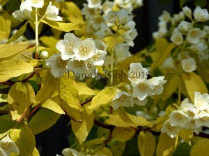 Philadelphus Mock ornage blossom. the leaves lose this citrus colour as they age
