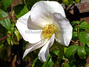 Single Rose I love the faintly pink bloom to this one