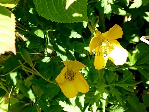 Yellow poppies.  I don't know the name... think they are called welsh poppies/?