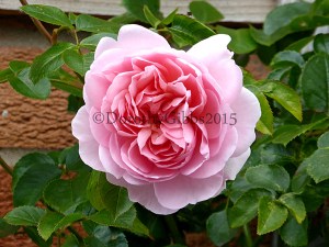 Albertine fully out. It has a delicious smell!