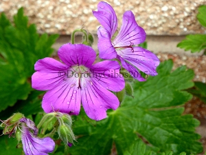 Herbaceous Perrenial Geranium I also bought a darker one