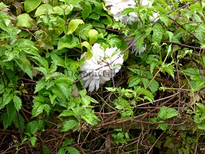 Closer view. This one has thae name of a london borough but for the life of me I can't remember it. 