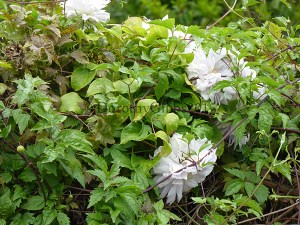Lovely very double clematis that was hiding in another one which flowers later.