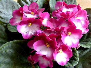 African Violet I haven't seen this one before 