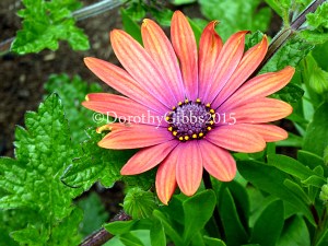 Love the colours in this which is in a pot with verbina