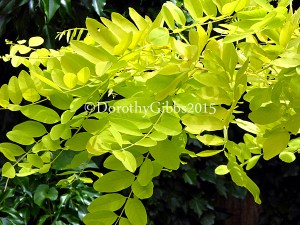 Love the colour of this against the dark trees from next door