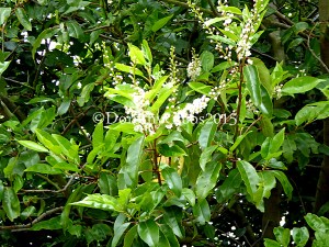 Showing leaves and flowers 
