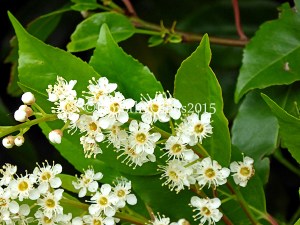 Flowers in close up view