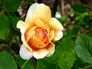 Champagne Moment in bud