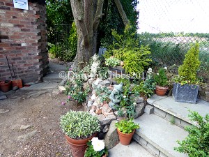 There are fairies at the bottom of the garden