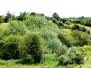 Another view looking towards the vilage