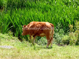 The brook, leading into the River Soare makes a good drinking spot for the cattle