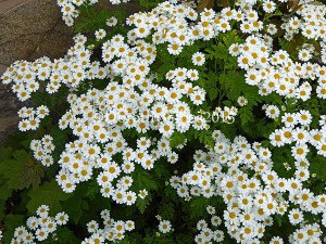 I know this is a bit odf  weed but it's lovely! 